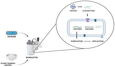 Plant protein-derived peptides: frontiers in sustainable food system and applications